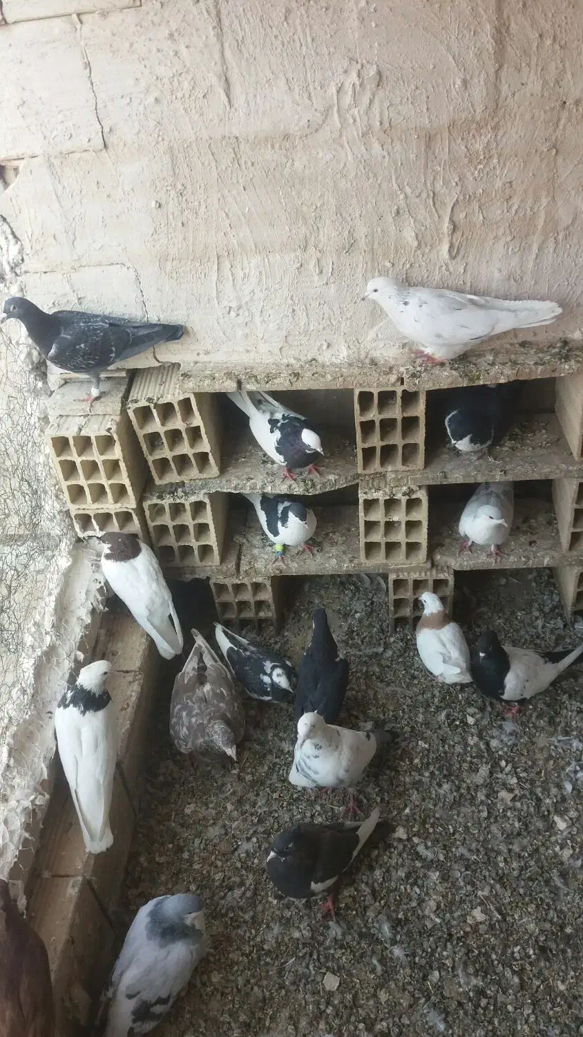 فروش فوری فوری|پرنده|تاکستان, |دیوار