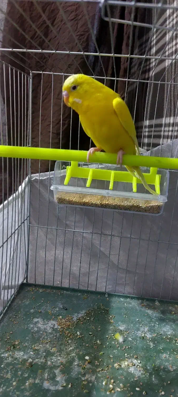 مرغ عشق|پرنده|ایرانشهر, |دیوار