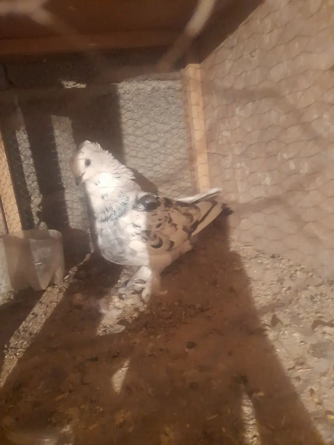 کبوتر بلژیکی|پرنده|ماهدشت, |دیوار