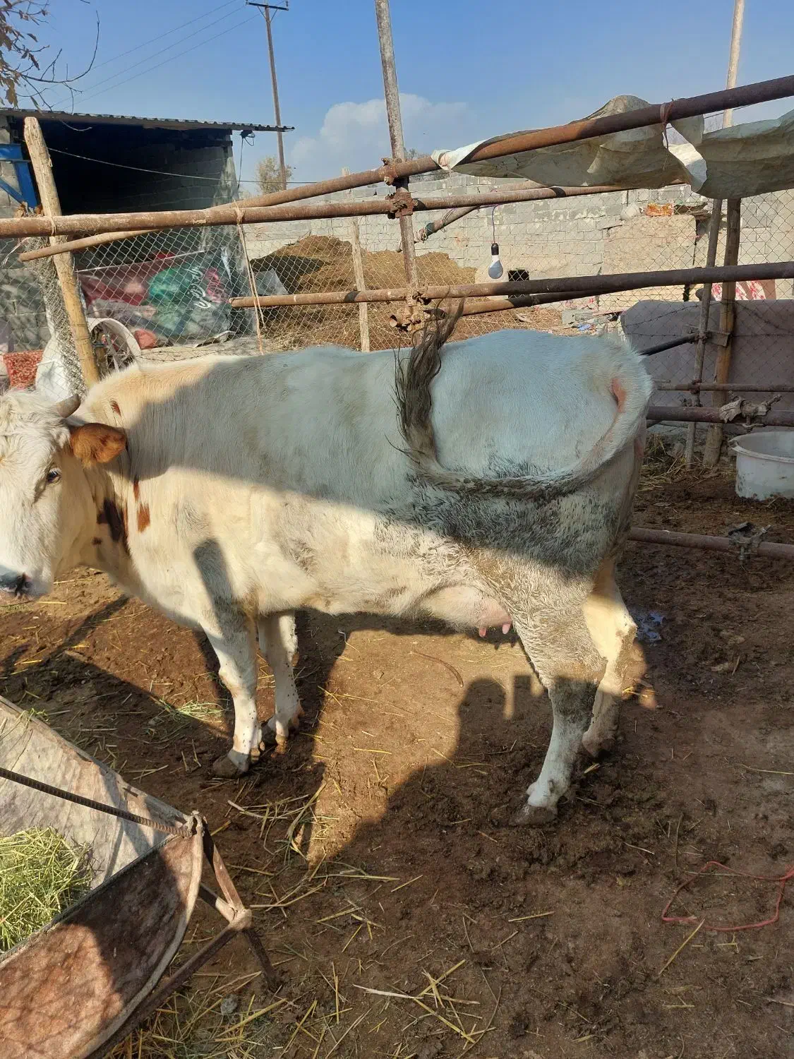 تلیسه ی شکم|حیوانات مزرعه|شهریار, اسکمان|دیوار