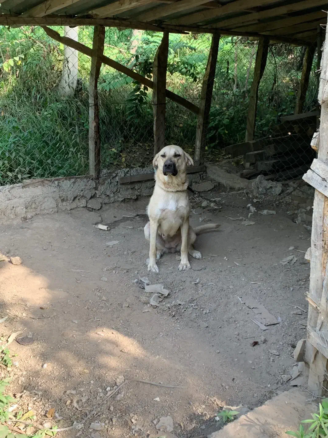 ماده پژدر اصیل|سگ|لیسار, |دیوار