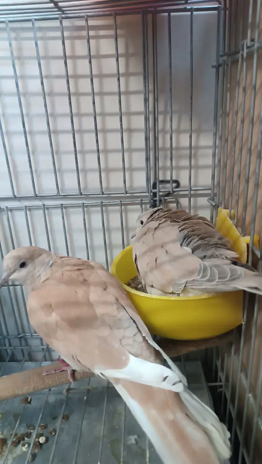 کبوتر تزئینی|پرنده|تهران, شکیبا|دیوار