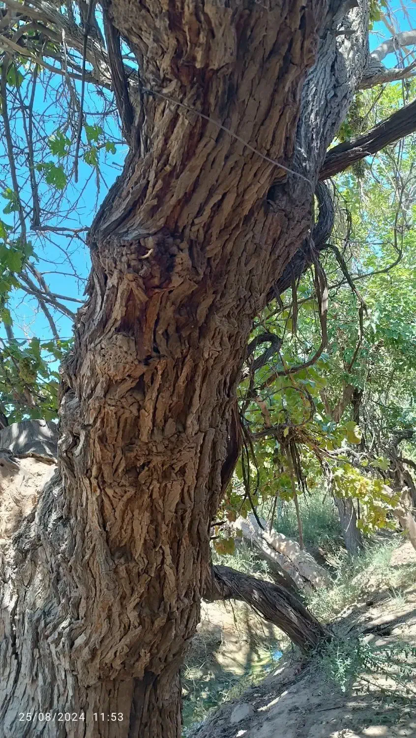 خرید چوب شما و برش و هرس درختان شما|خدمات باغبانی و درختکاری|گناباد, |دیوار