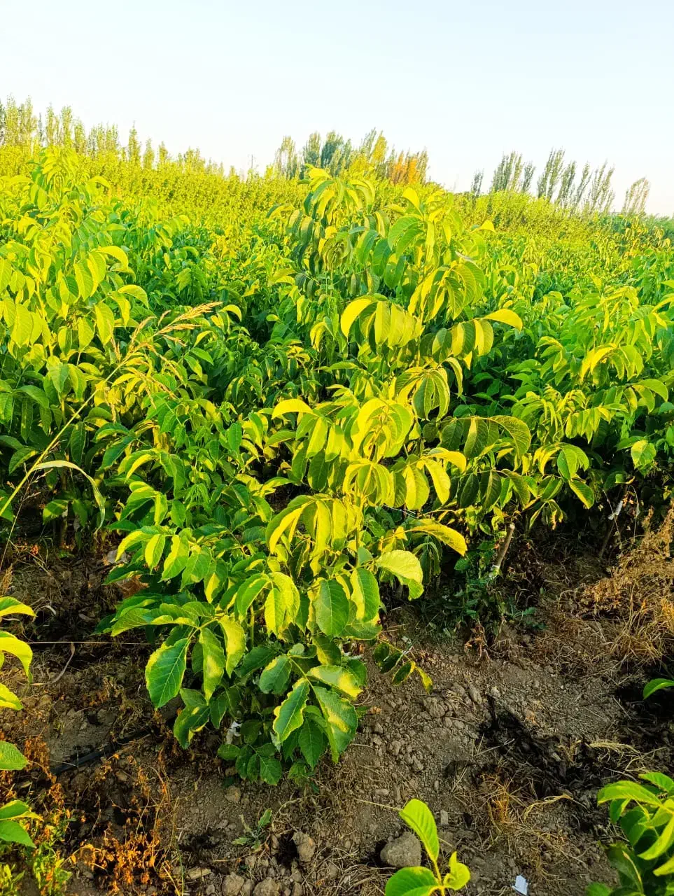 نهالهــای فروش کریـمی|خدمات باغبانی و درختکاری|قزوین, |دیوار