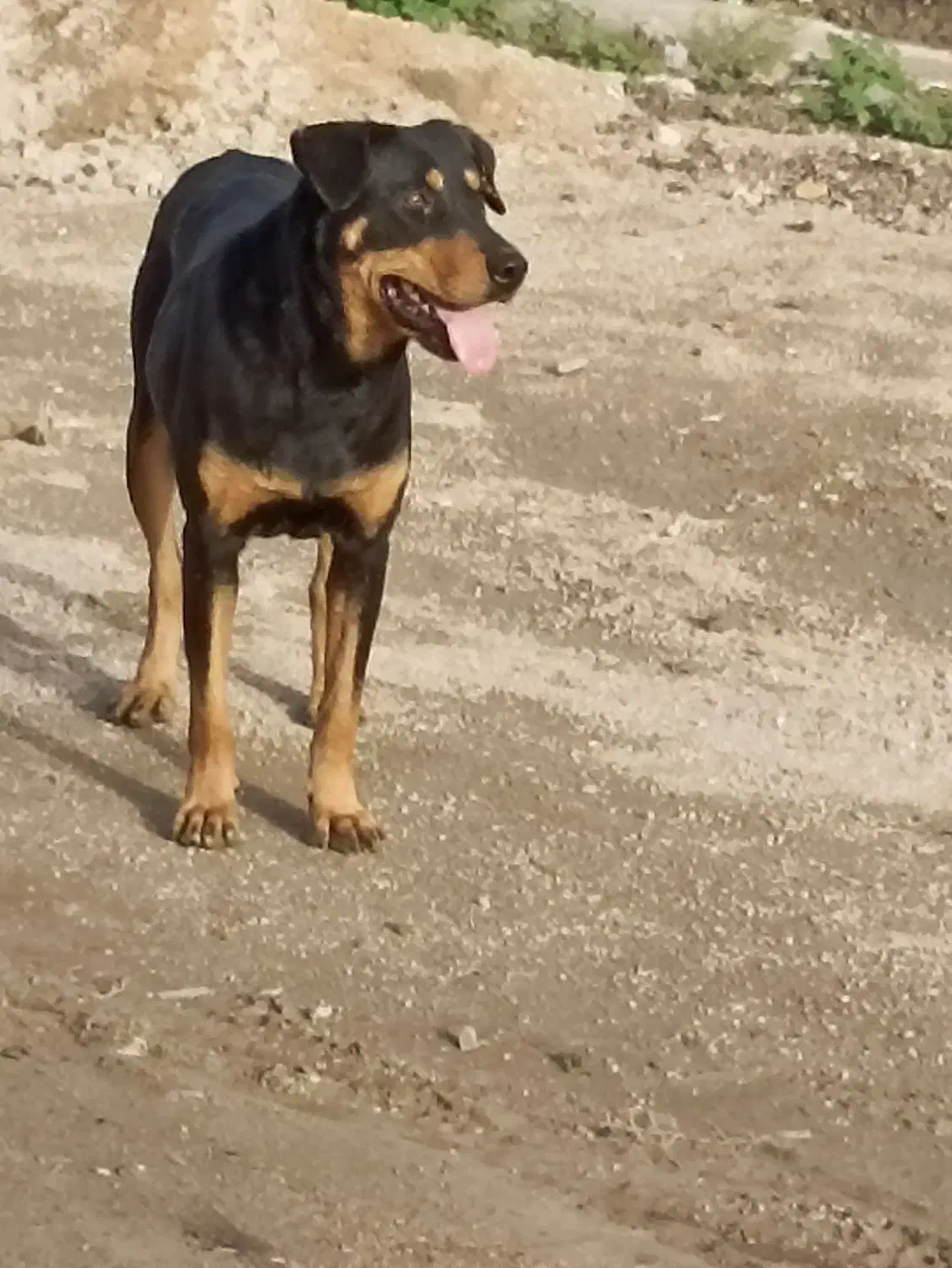 دوبرمن ماده|سگ|بهبهان, |دیوار