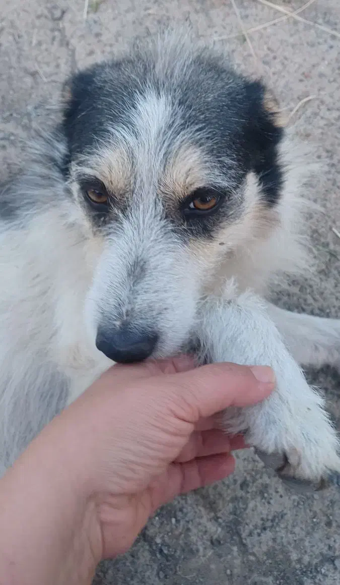 سگ گمشده|حیوانات|مرند, |دیوار