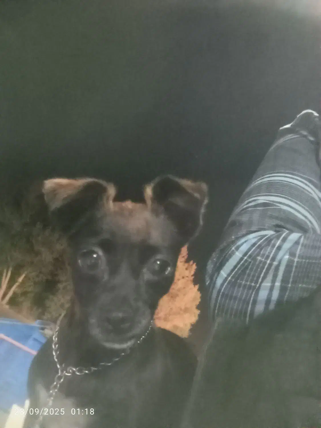 سگ گم شده درشهرک صنعتی بم|حیوانات|بم, |دیوار