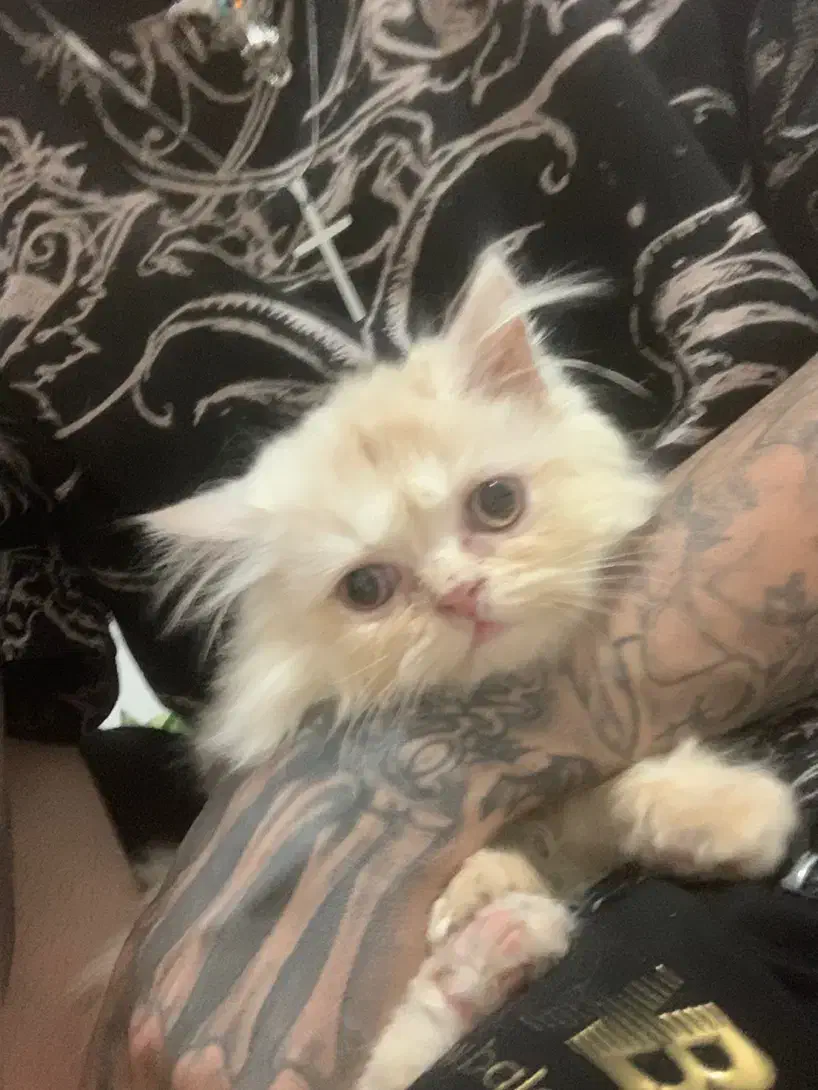 توله پرشین اصل ماده|گربه|رشت, آب و برق|دیوار