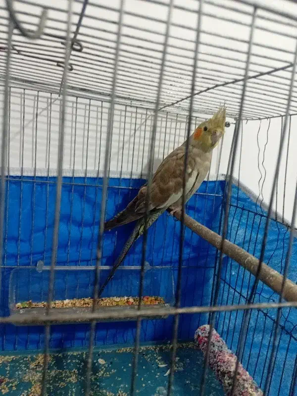 عروس هلندی|پرنده|مبارکه, |دیوار