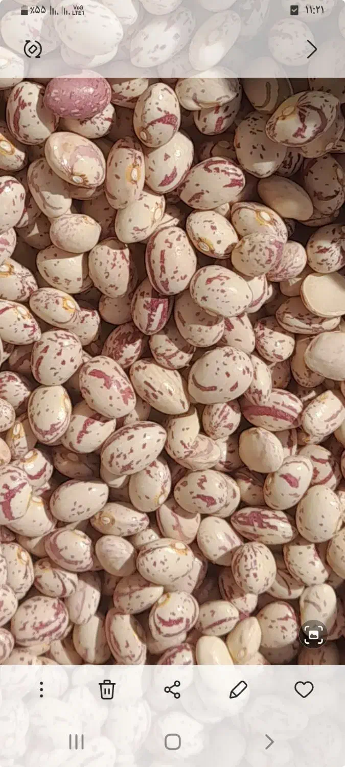 لوبیا چیتی|خوردنی و آشامیدنی|خرم بید, |دیوار