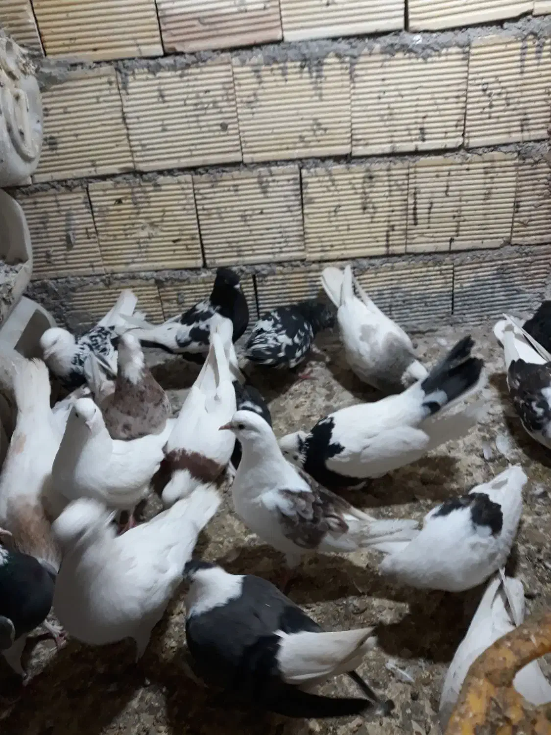 کبوتر|پرنده|صباشهر, |دیوار