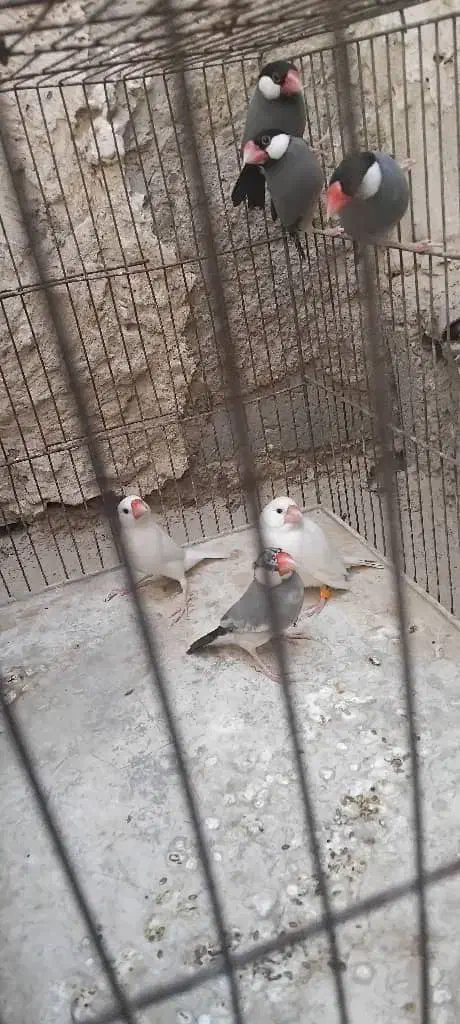 نرگسی|پرنده|سراوان, |دیوار