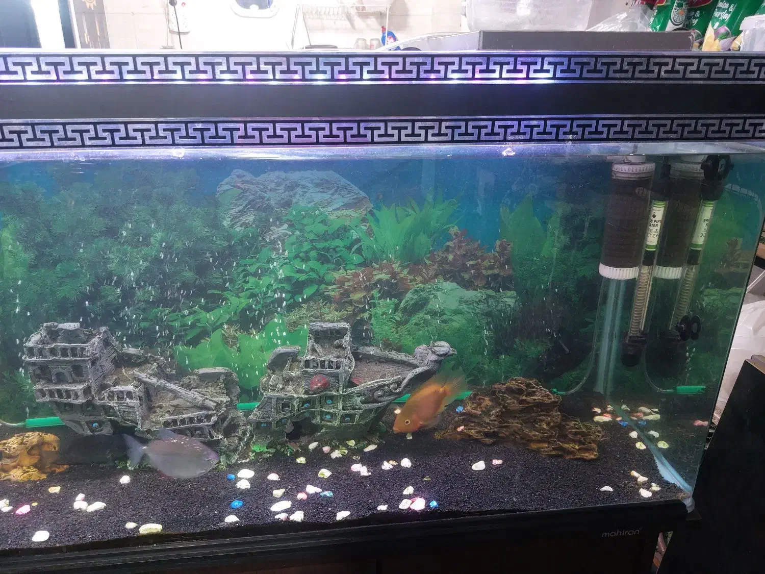 اکواریوم|ماهی|تهران, جوادیه تهرانپارس|دیوار