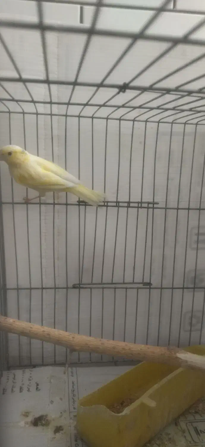 قناری ماده اماده.|پرنده|پیر بکران, |دیوار