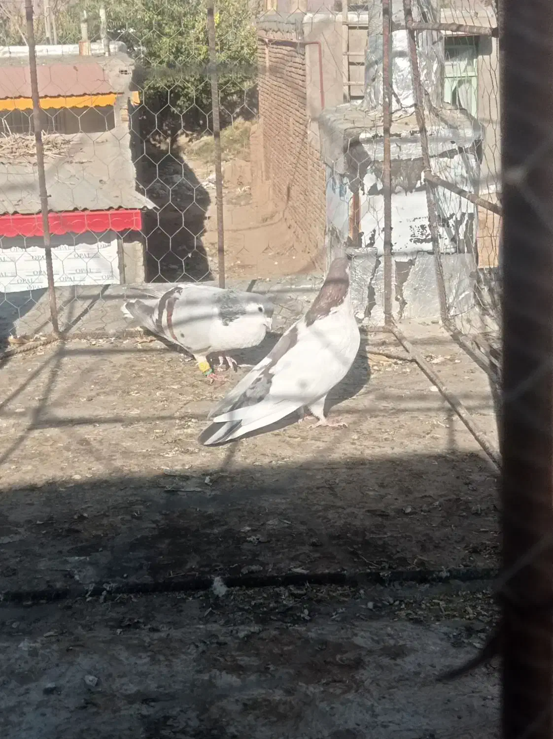 کفتر|پرنده|عطاملک, |دیوار