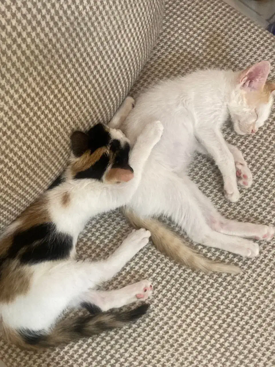 واگذاری گربه رایگان|گربه|اندیشه, اندیشه فاز ۲|دیوار