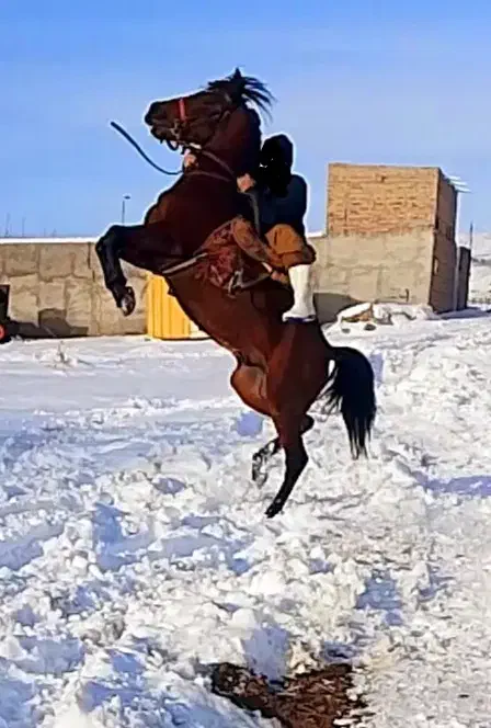 اسب|اسب و تجهیزات اسب‌سواری|اهر, |دیوار