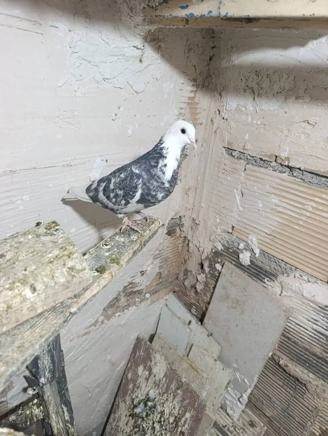 کبوتر شازده خال قدیم در فرون اباد|پرنده|پاکدشت, پاکدشت (مامازند)|دیوار