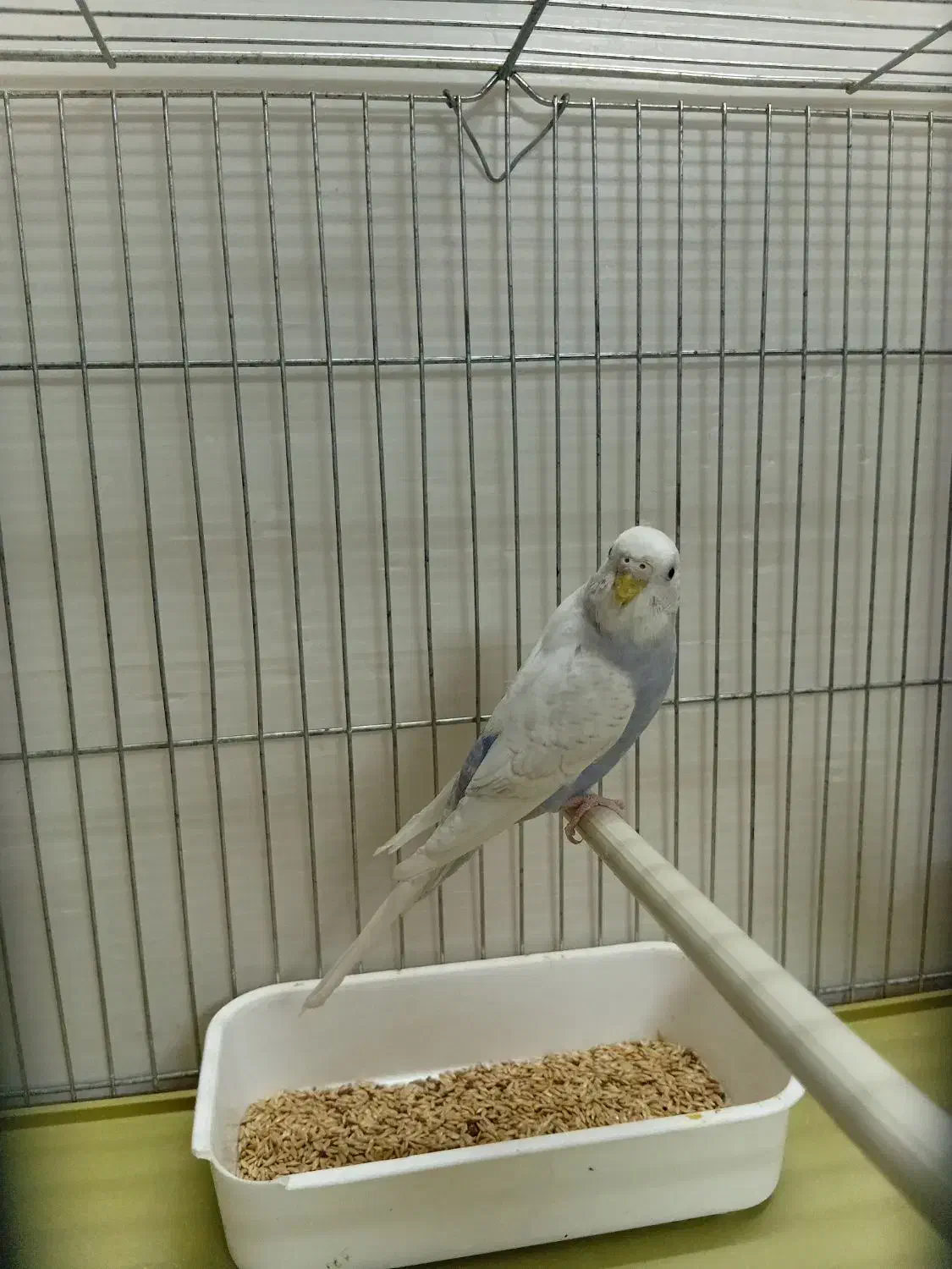 مرغ عشق اسپانگل بنفش بلژیکی|پرنده|شیراز, محراب|دیوار