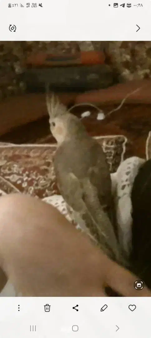 گمشده عروس هلندی|حیوانات|الوند, |دیوار