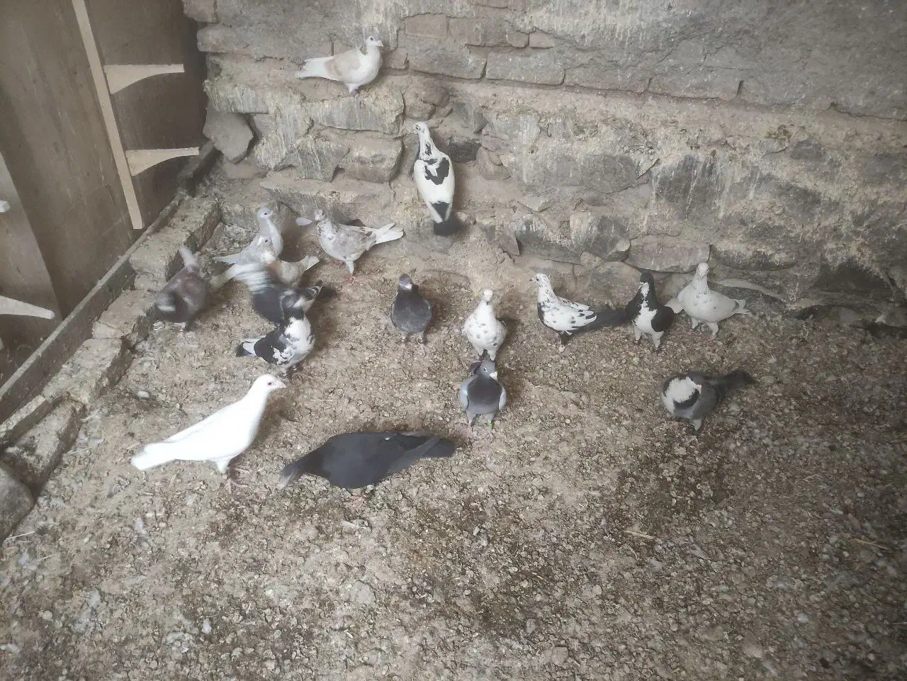 کبوتر پرشی زد و خردی|پرنده|زبرخان, |دیوار