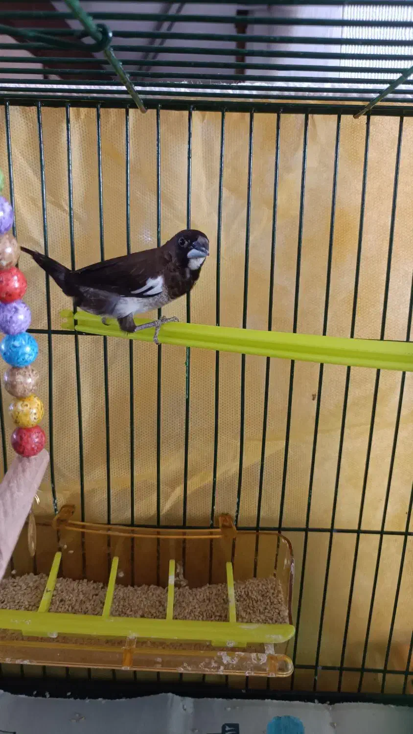 فنچ بنگالی نر|پرنده|مشهد, شهرک ابوذر|دیوار