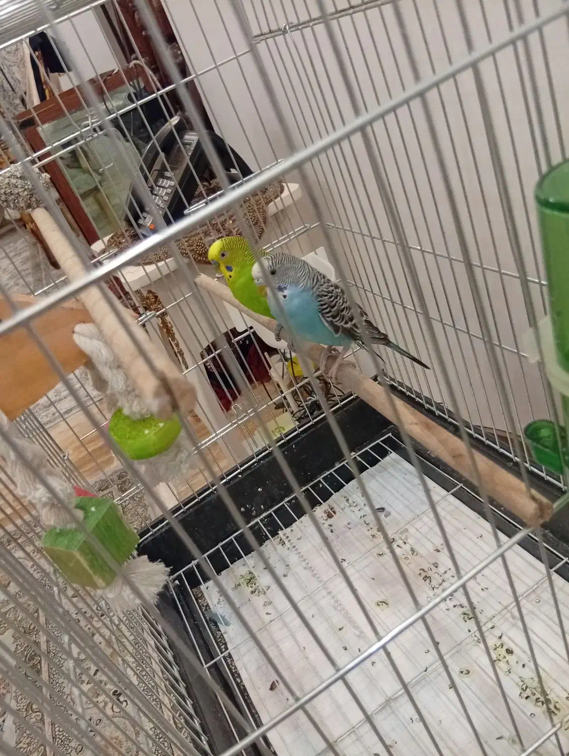 یک جفت مرغ عشق بالغ همراه با قفس و تمام وسایل|پرنده|ساوه, |دیوار