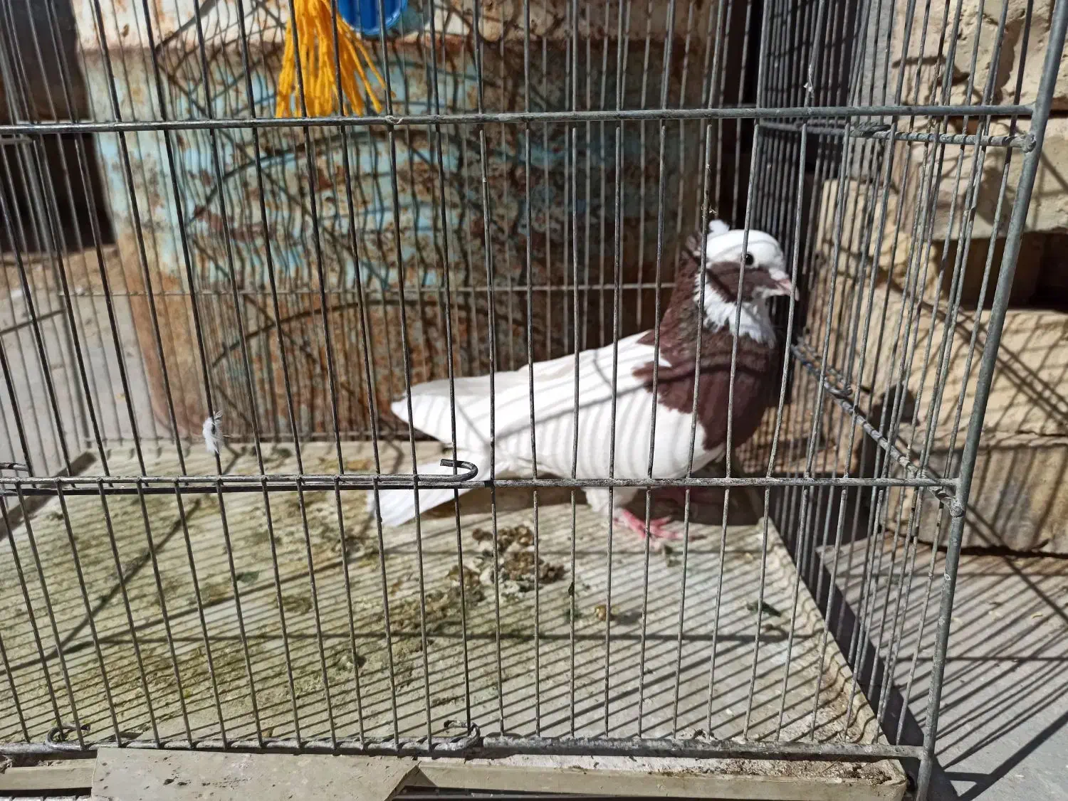 طوق سرخ|پرنده|طسوج, |دیوار