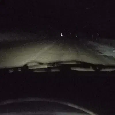 سگ پیدا شده|حیوانات|ناغان, |دیوار