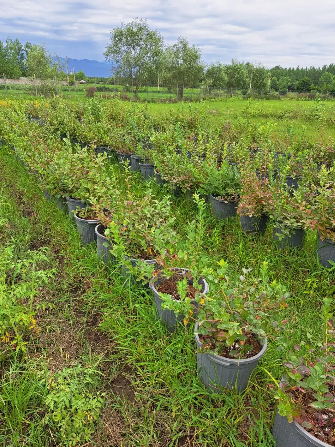 نهال بلوبری سایز بزرگ|گل و گیاه طبیعی|رشت, بوسار|دیوار