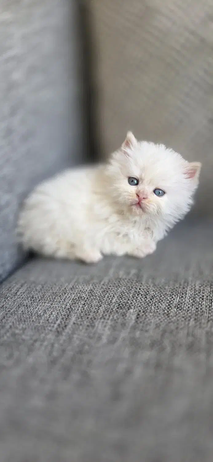 گربه پرشین سفید کاراملی گارفیلدی|گربه|تهران, امجدیه (خاقانی)|دیوار