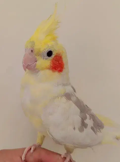 عروس هلندی|پرنده|مشهد, شهید علی محمدی|دیوار