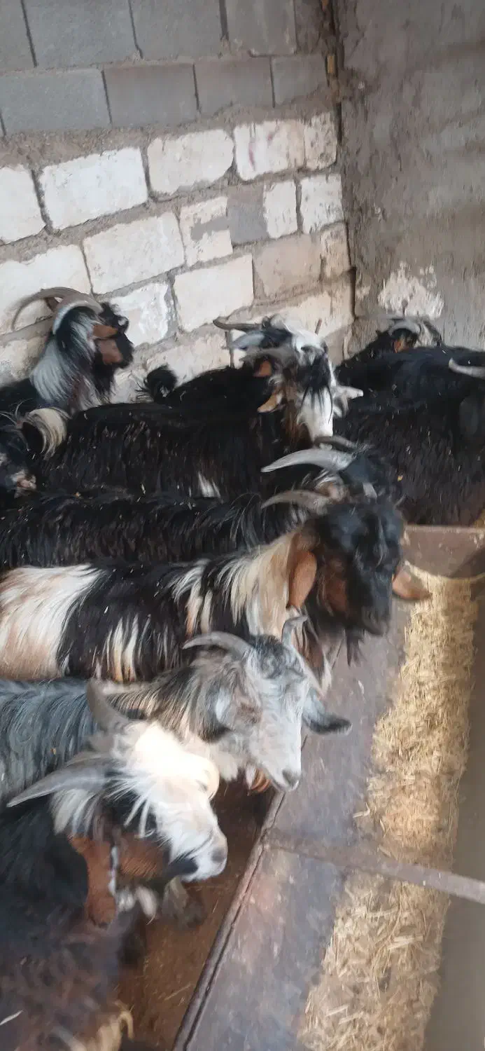 بیگ نر|حیوانات مزرعه|شوشتر, |دیوار