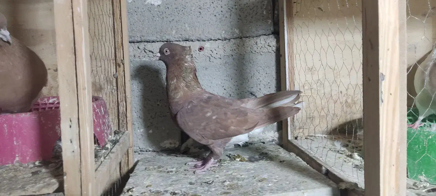 نروماده سرخ دمسفیدزرددمسفیدخال سیاه دار|پرنده|پاپی, |دیوار