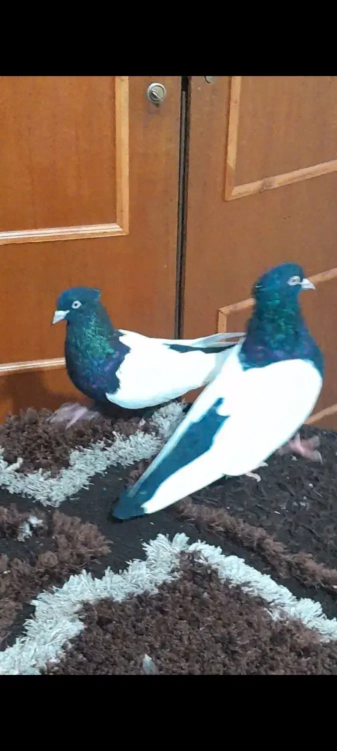 کسی پرنده خوب سینه ای درجه یک خواست هست|پرنده|اهواز, دغاغله|دیوار