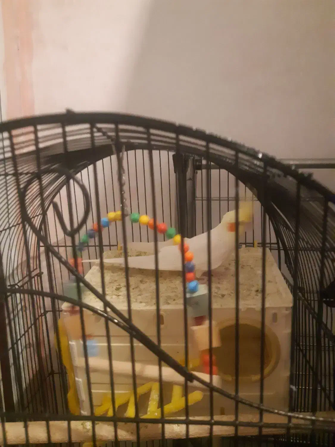 عروس هلندی|پرنده|صباشهر, |دیوار