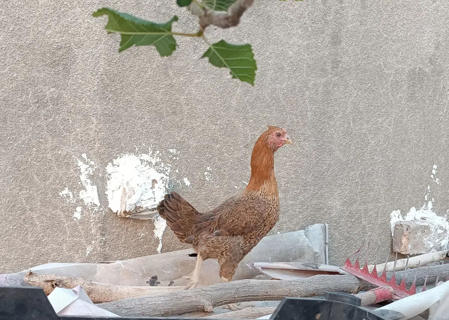 مرغ محلی|حیوانات مزرعه|خاش, |دیوار