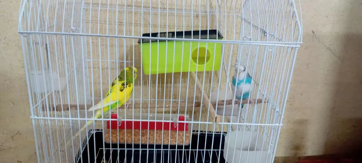 یک جفت مرغ عشق 4ماهه|پرنده|اردبیل, |دیوار