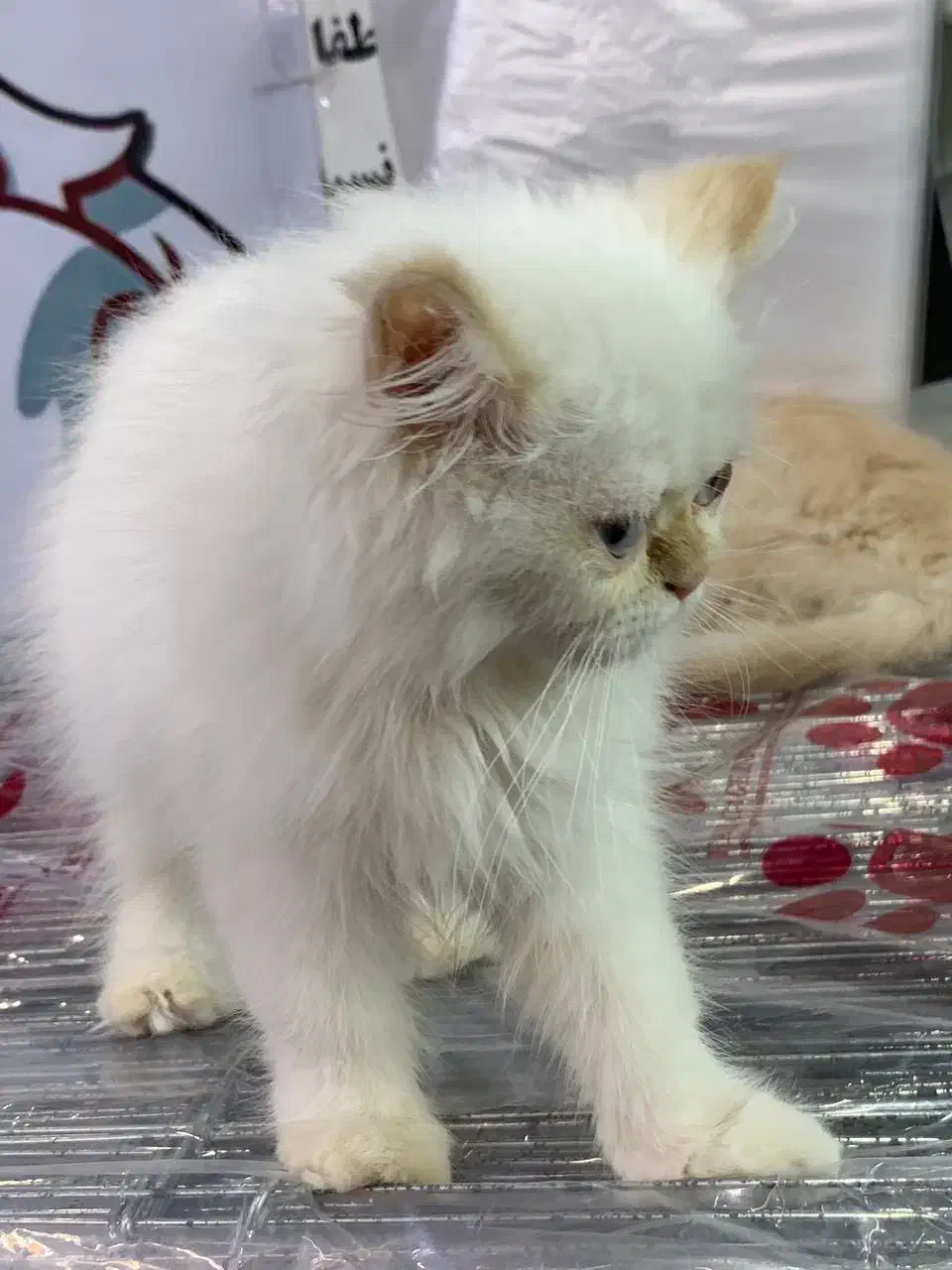 بریتیش پرشین (سفید و گارفیلدی)|گربه|رشت, لاکانی|دیوار