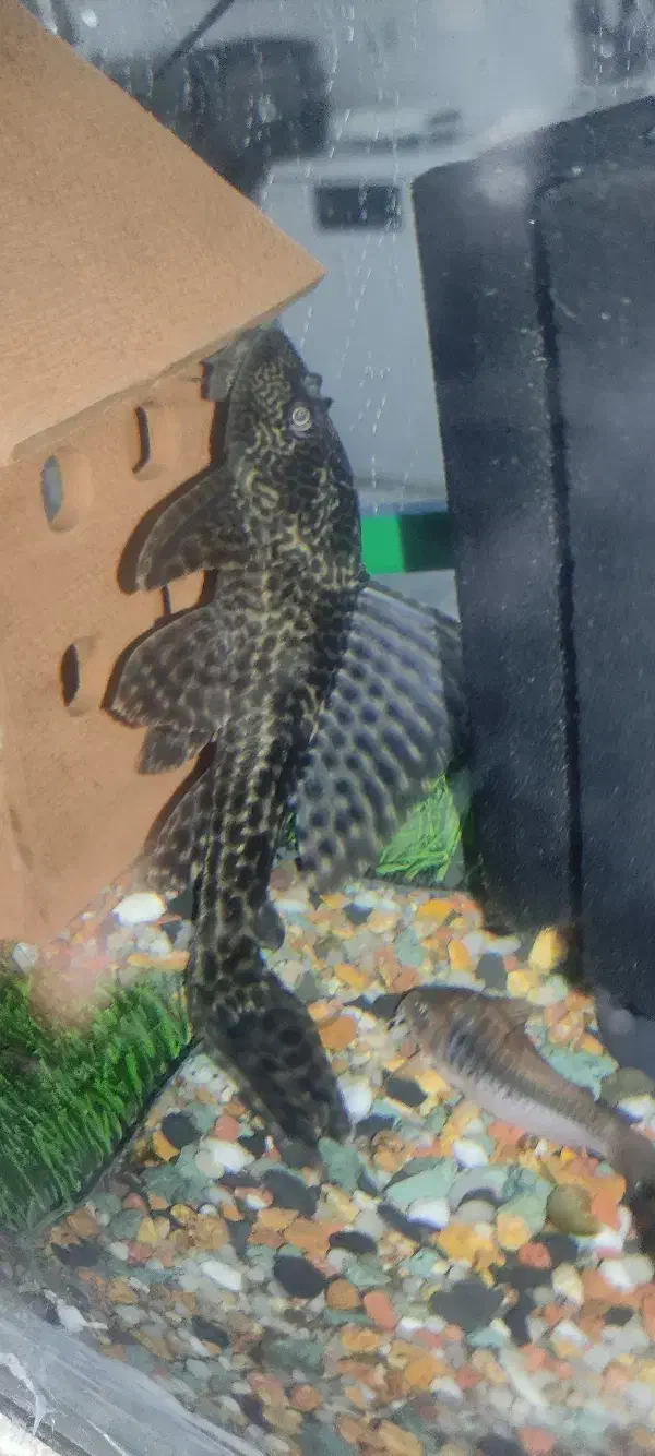 لجن خوار بزرگ|ماهی|سلماس, |دیوار