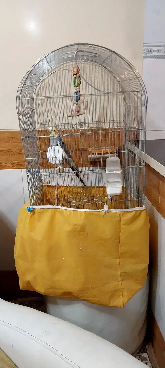 عروس هلندی سخنگو و دستی همراه با قفس و وسایل|پرنده|پیر بکران, |دیوار