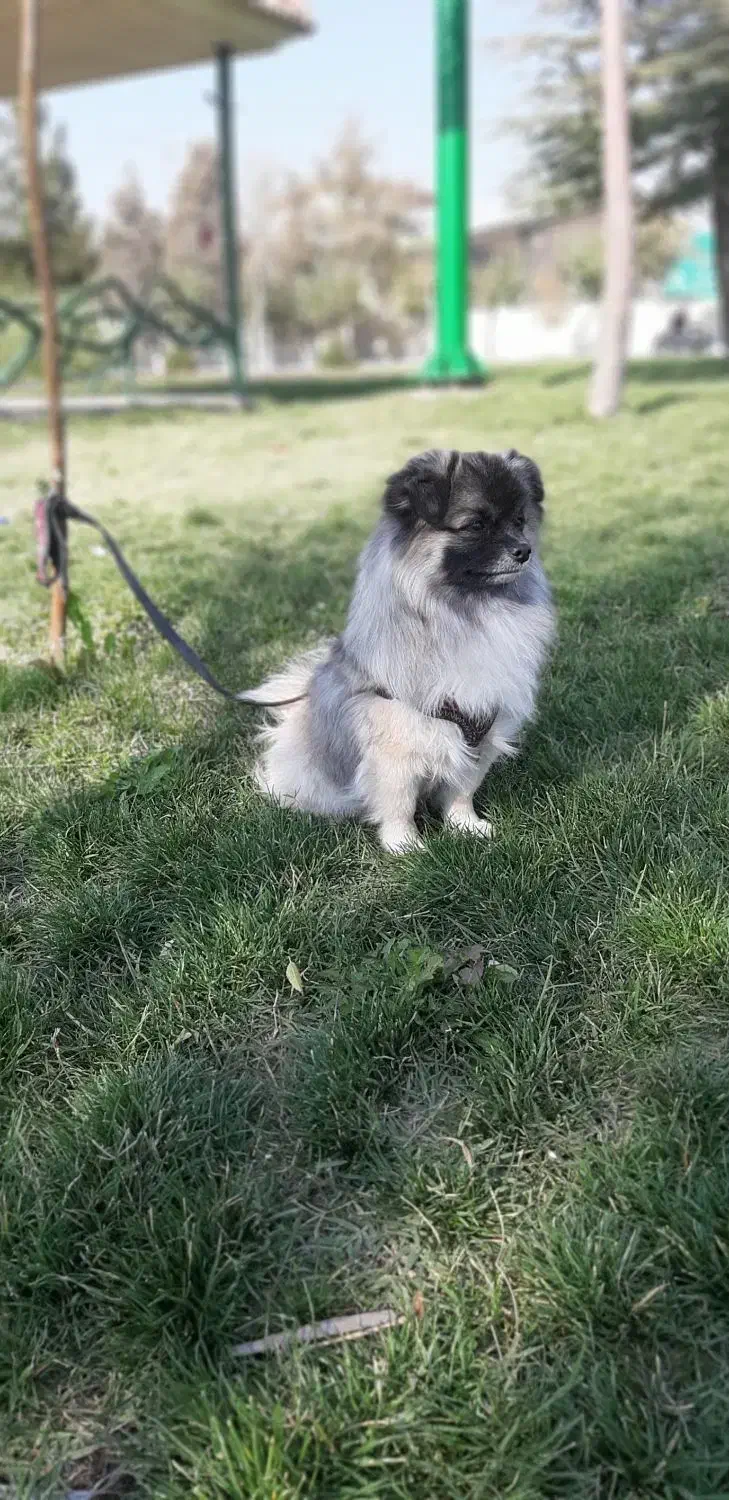 سگ ۳ عدد|سگ|هشتگرد, شهرک کوثر|دیوار