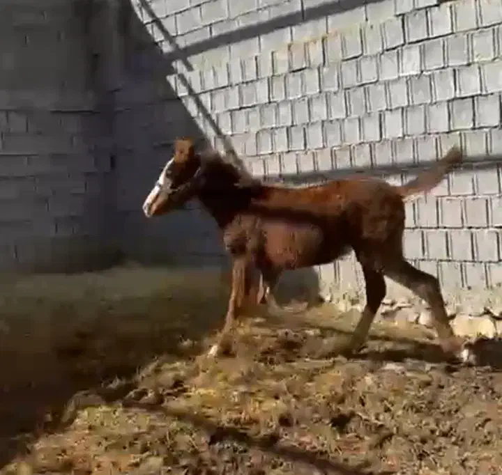 اسب و کره اسب|اسب و تجهیزات اسب‌سواری|کازرون, |دیوار