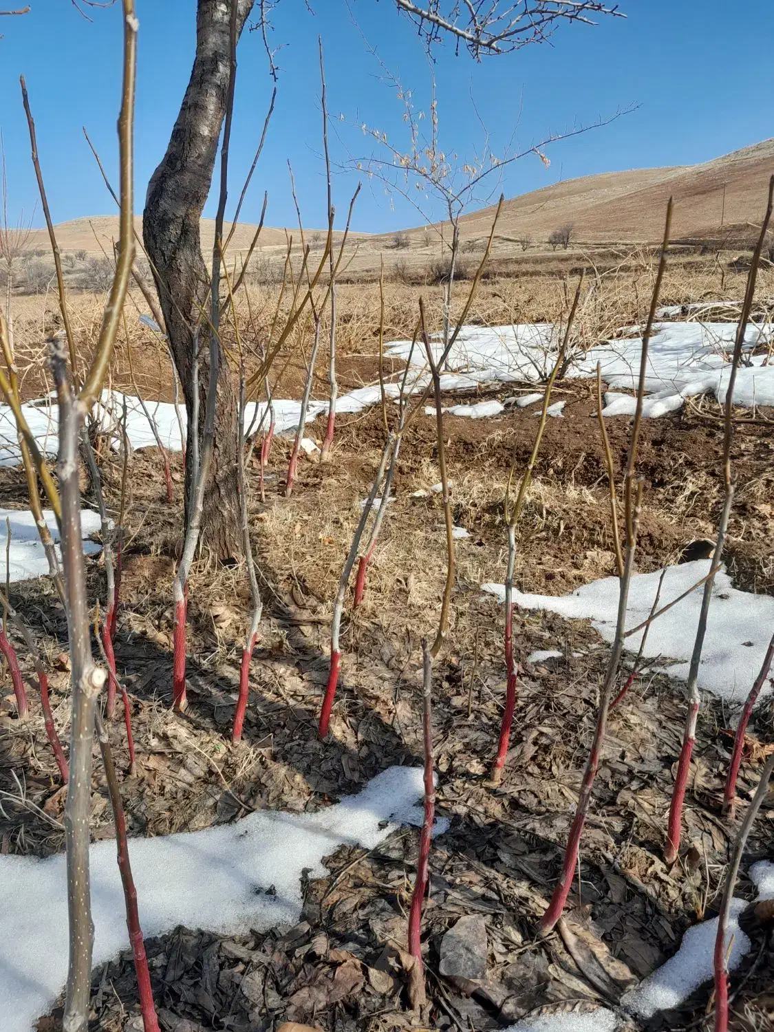 نهال گردو|خدمات باغبانی و درختکاری|قیدار, |دیوار