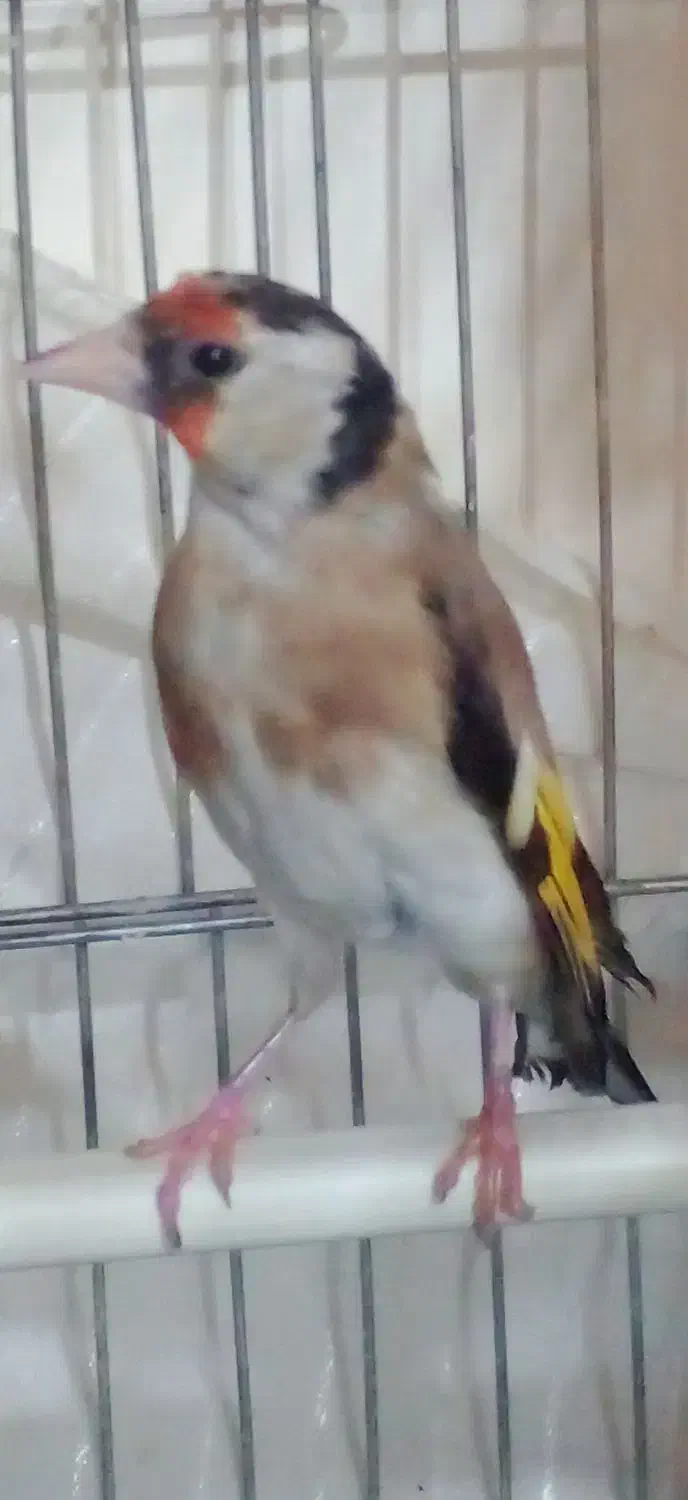 قناری و سهره ماده کار داده ۵ تخم معاوضه دارم با|پرنده|همدان, |دیوار