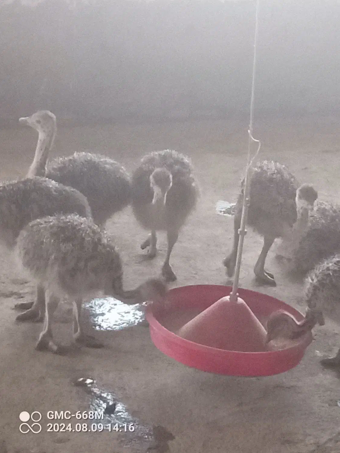 جوجه شتر مرغ گیلان|حیوانات مزرعه|سنگر, |دیوار