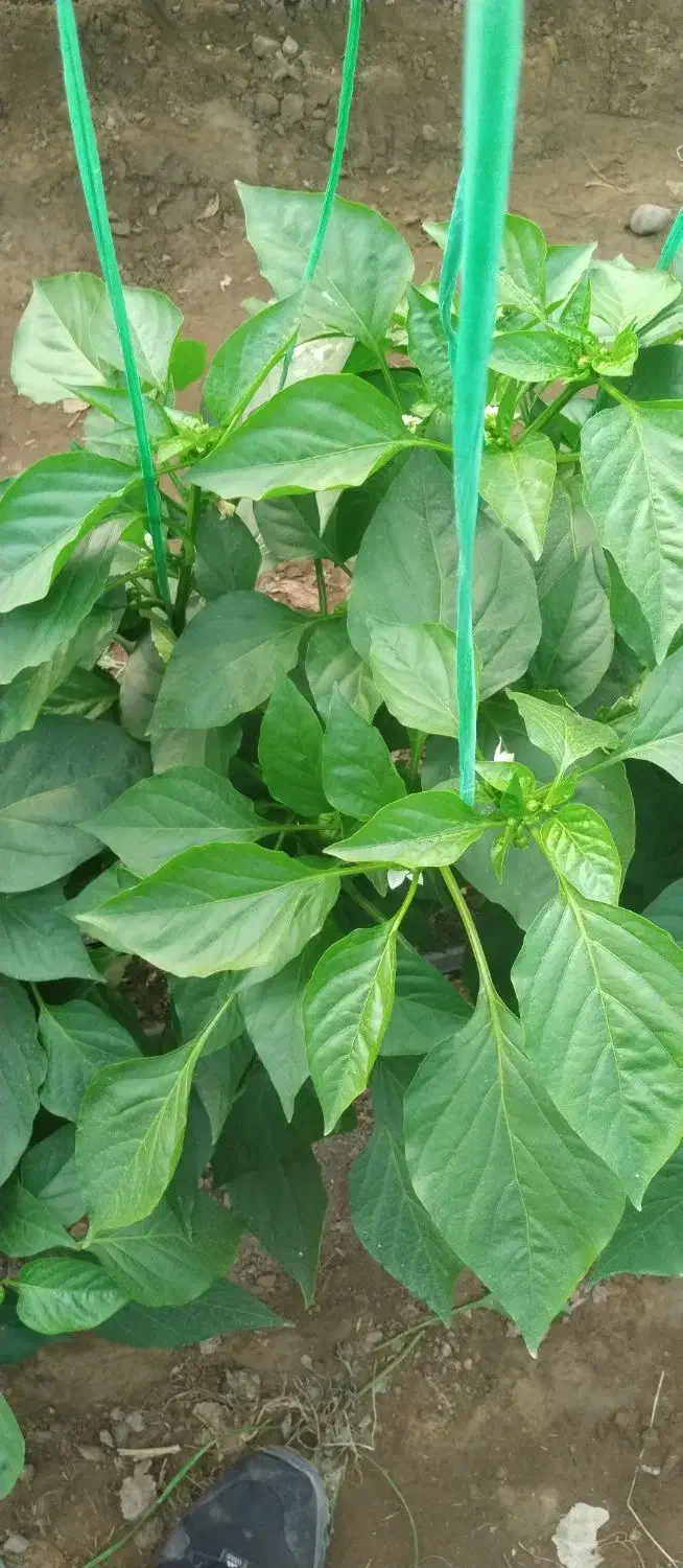 سلام نیازمند 50میلیون وام غیربانکی هستم|خدمات مالی، حسابداری، بیمه|جیرفت, |دیوار