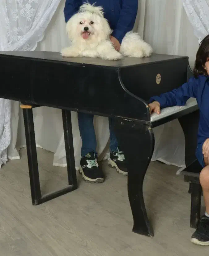 پیانو|پیانو، کیبورد، آکاردئون|اهواز, سپیدار|دیوار