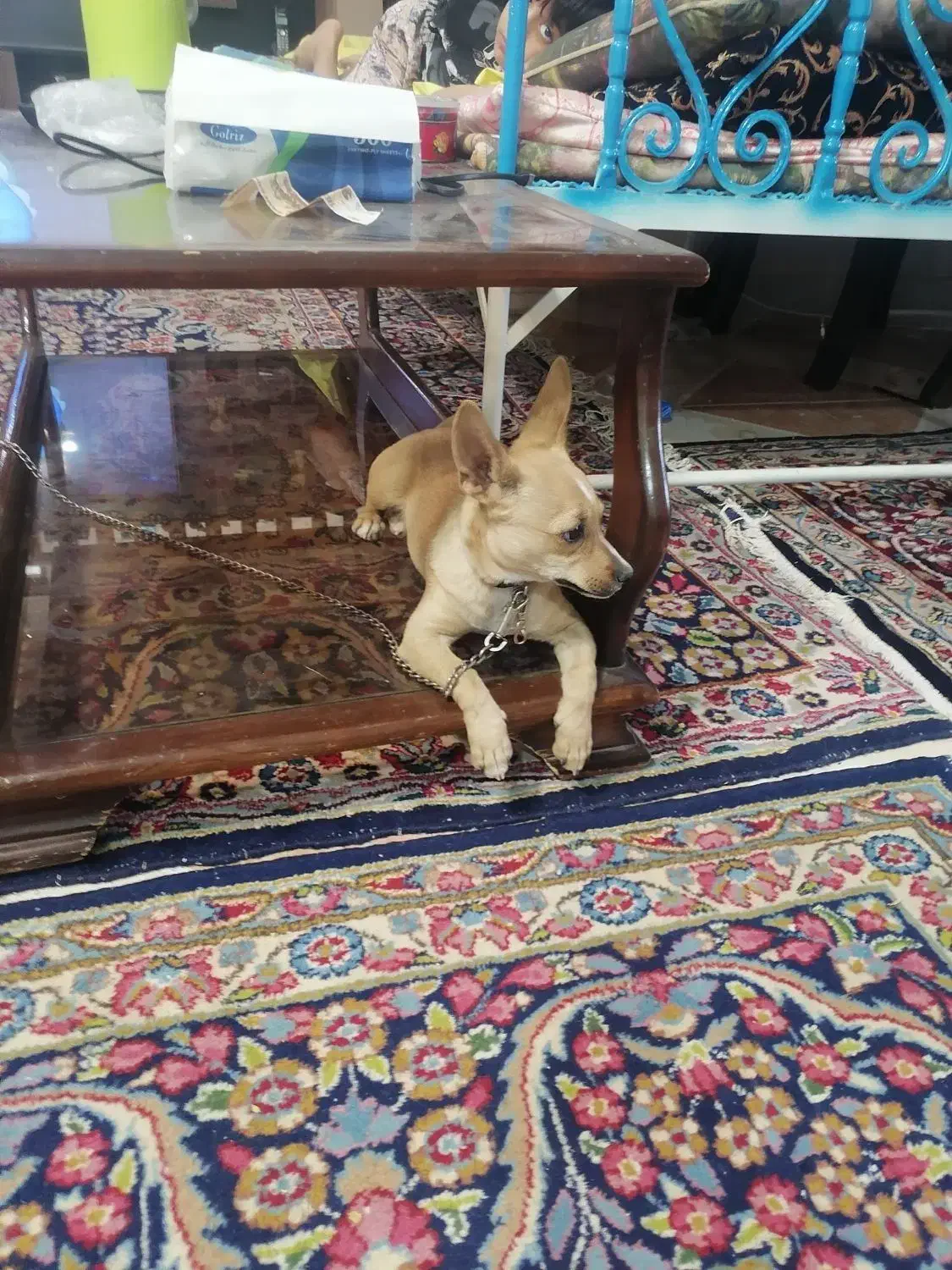 شیهوا|سگ|رفسنجان, |دیوار