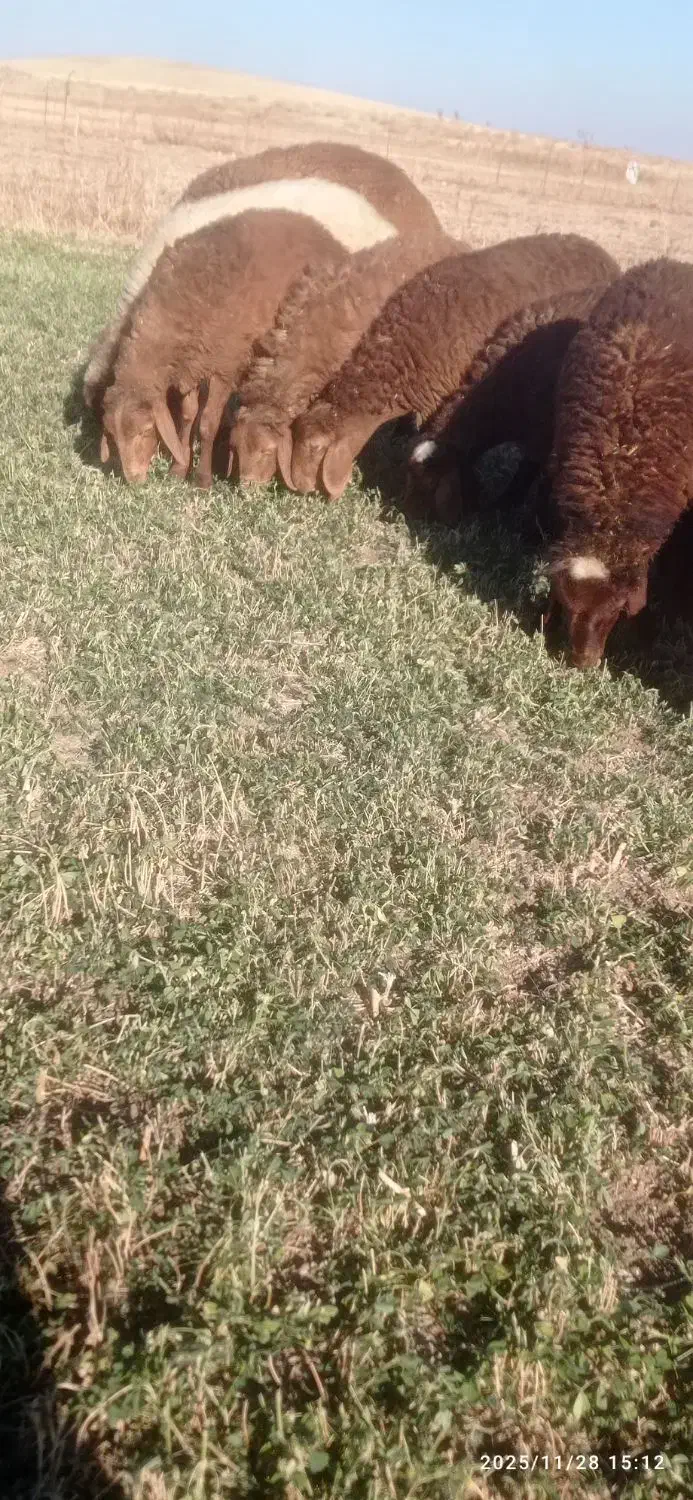 بره نر|حیوانات مزرعه|بلبان آباد, |دیوار